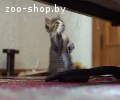 Отдадим котят в хорошие руки