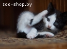 Отдадим котят в хорошие руки