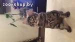 Отдам котёнка в добрые и заботливые руки!