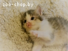 отдам котят в добрые руки)