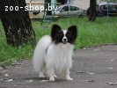 Папильон
