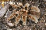 Паук-птицеед Brachypelma albopilosum