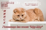 Передержка котов Минск