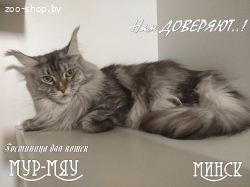 Передержка котов Минск
