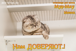 Передержка котов