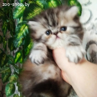 ПЕРСИДСКАЯ ДЕВОЧКА. ПЕРСЫ. КОТЯТА.