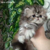 ПЕРСИДСКАЯ ДЕВОЧКА. ПЕРСЫ. КОТЯТА.
