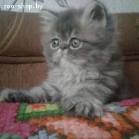 Персидские котята