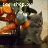 Питомник Wild Swan предлагает шотландских котят.