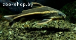 Платидорас полосатый (лат. Platydoras armatulus)