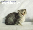 Плюшевые шотландские котята