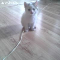 Подарю котенка