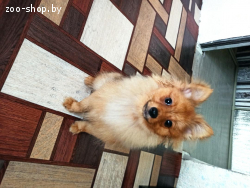 Померанский шпиц