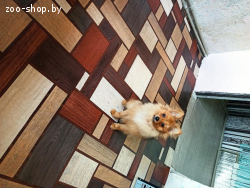 Померанский шпиц