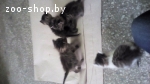 помогите спасти котят