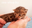 Породистые бенгальские котята