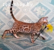 Породистые бенгальские котята