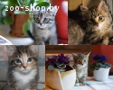 Прекрасные котята-тигрята, полосатики, и лесные в дар
