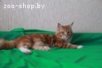 Приглашаем на вязку кошку породы мейн кун