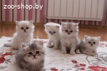 Продам британских длинношерстных котят