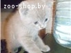 продам котят скоттиш-фолд и скоттиш-страйт
