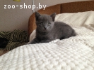 Продам русскую голубую кошечку