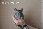 продам шиншиллу