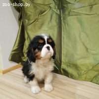 ПРОДАЮТСЯ ЩЕНКИ КАВАЛЕР КИНГ ЧАРЛЬЗ СПАНИЕЛЯ