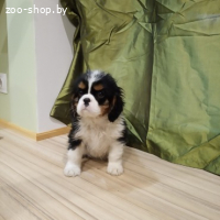 ПРОДАЮТСЯ ЩЕНКИ КАВАЛЕР КИНГ ЧАРЛЬЗ СПАНИЕЛЯ