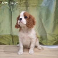 ПРОДАЮТСЯ ЩЕНКИ КАВАЛЕР КИНГ ЧАРЛЬЗ СПАНИЕЛЯ