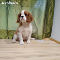 ПРОДАЮТСЯ ЩЕНКИ КАВАЛЕР КИНГ ЧАРЛЬЗ СПАНИЕЛЯ