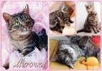 Роскошная тигровая кошка Мурка!!!