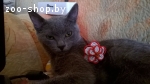 Русская голубая кошка