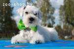 Щенки Белого Цвергшнауцера для Вас