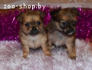 Щенки чихуахуа