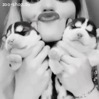 Щенки хаски