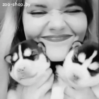 Щенки хаски