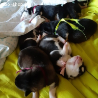 Щенки хаски