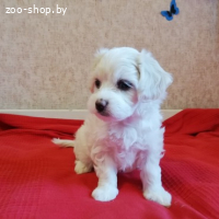 ЩЕНКИ МАЛЬТИЙСКОЙ БОЛОНКИ