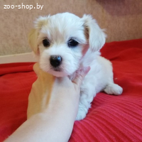 ЩЕНКИ МАЛЬТИЙСКОЙ БОЛОНКИ