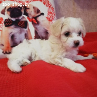 ЩЕНКИ МАЛЬТИЙСКОЙ БОЛОНКИ