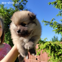 Щенки шпица