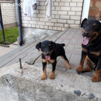 ЩЕНКИ ЯГДТЕРЬЕРА