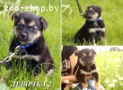 Щеночки-медвежата в дар!!!