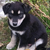 Щеночки в дар
