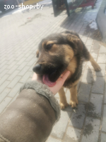 Щеночки в добые руки.