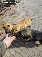 Щеночки в добые руки.