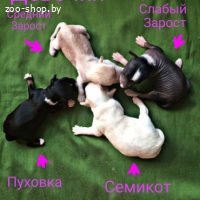 Щенок китайская хохлатая собака