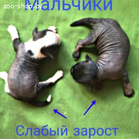 Щенок китайская хохлатая собака