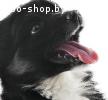 Щенок, который умеет улыбаться, ищет дом